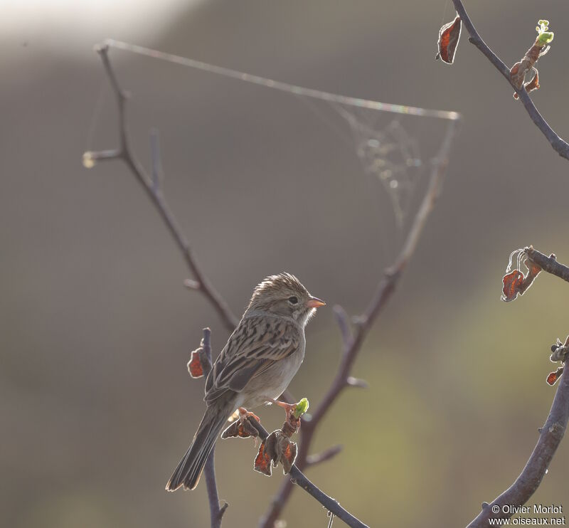 Brewer's Sparrow