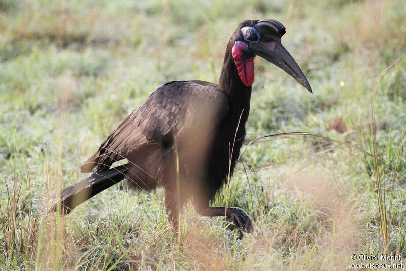 Abyssinian Ground Hornbill