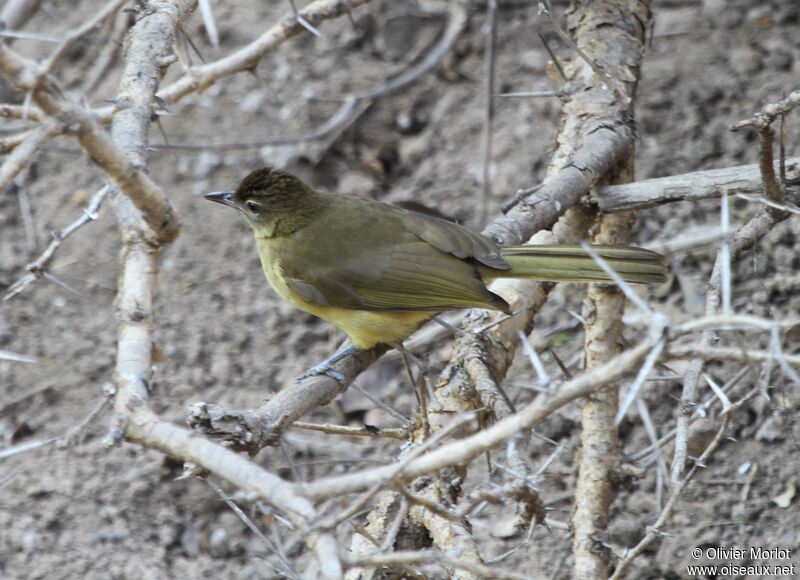 Bulbul à poitrine jaune