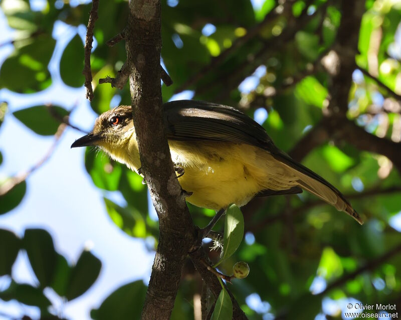 Bulbul à poitrine jaune