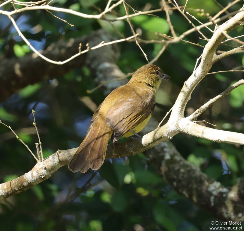 Bulbul à poitrine jaune