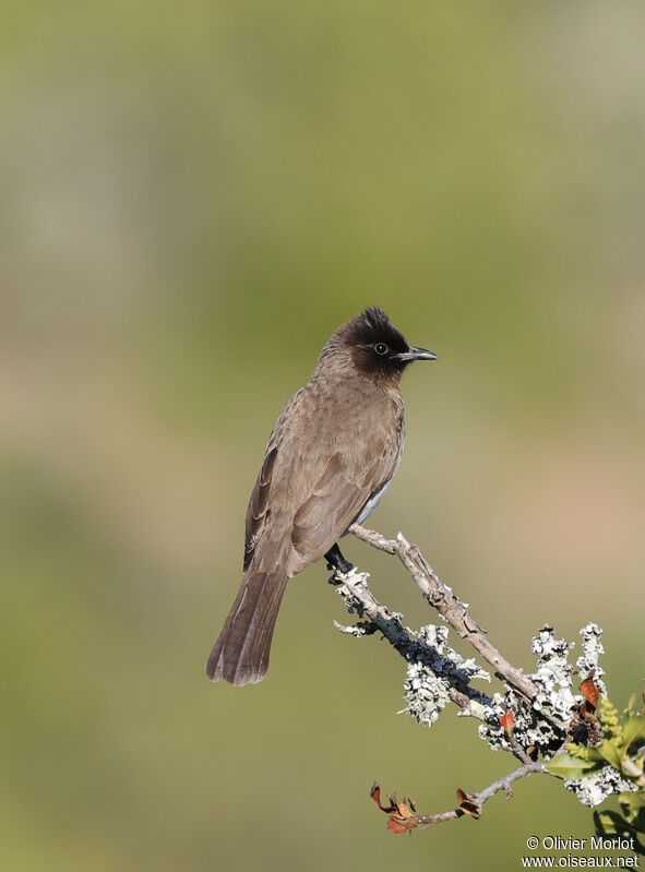 Common Bulbul