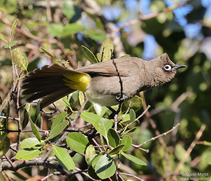 Bulbul du Cap