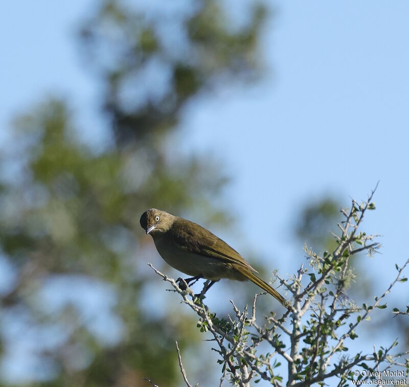 Sombre Greenbul