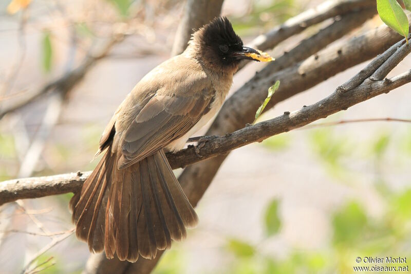 Dark-capped Bulbul