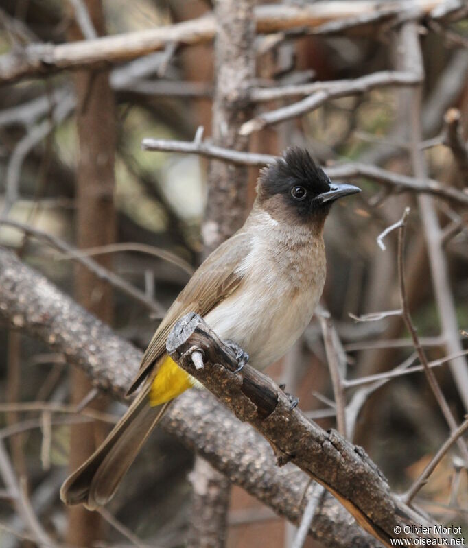 Bulbul tricolore