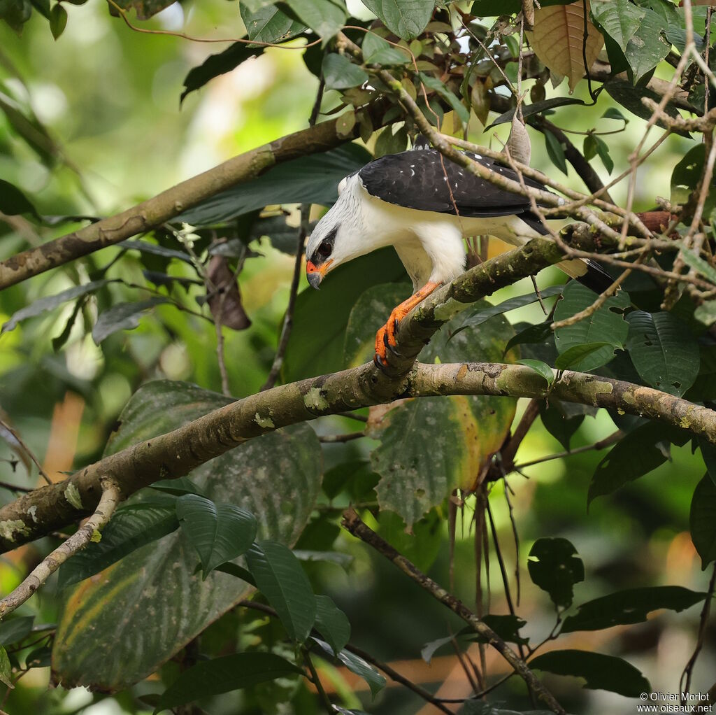 Black-faced Hawk