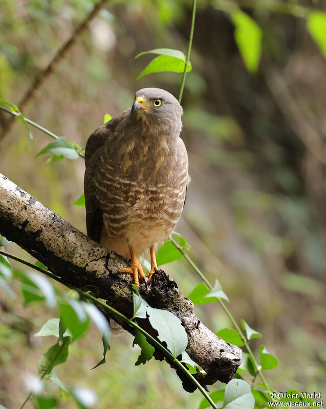 Roadside Hawk