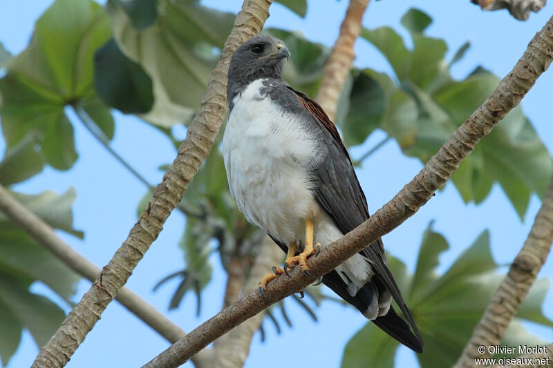 White-tailed Hawk