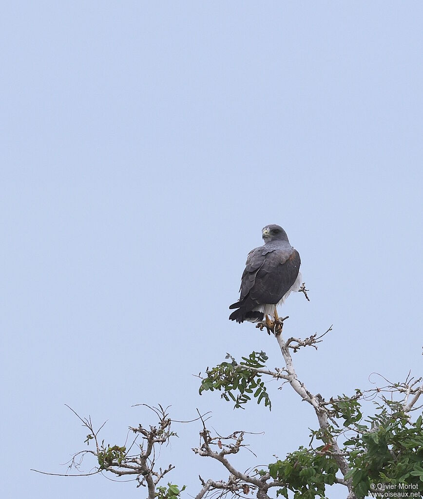 White-tailed Hawk