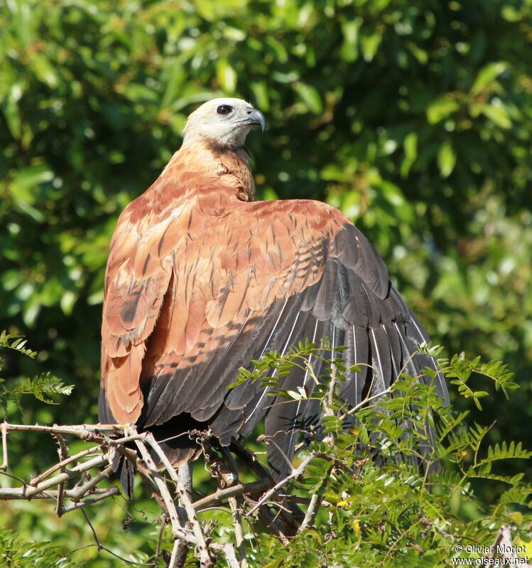 Black-collared Hawk