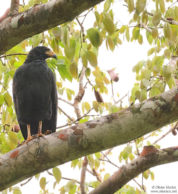 Common Black Hawk