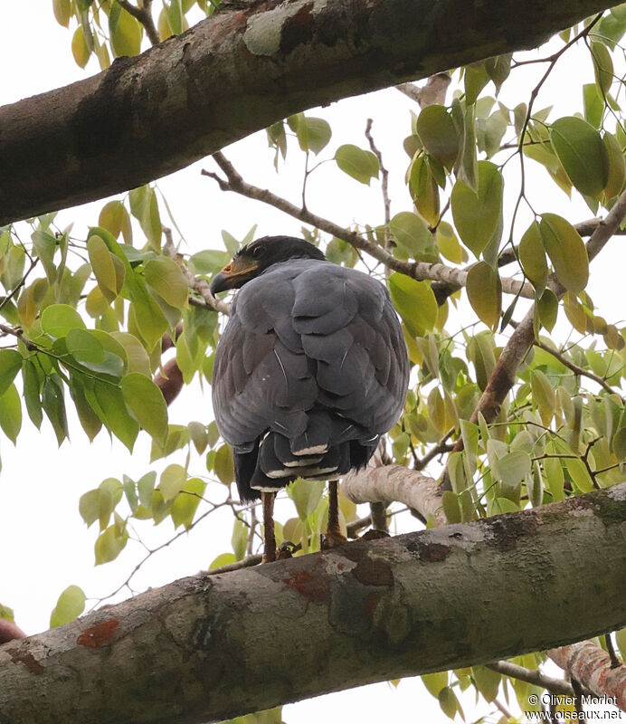 Common Black Hawk