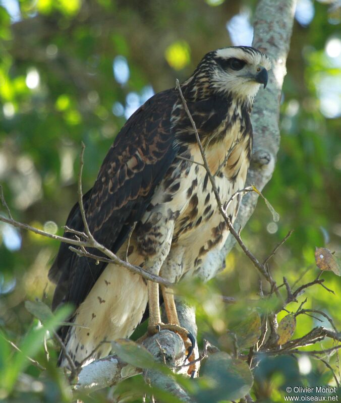 Great Black Hawk