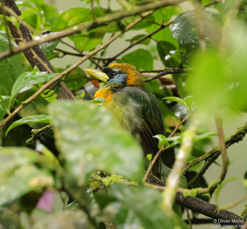 Red-headed Barbet