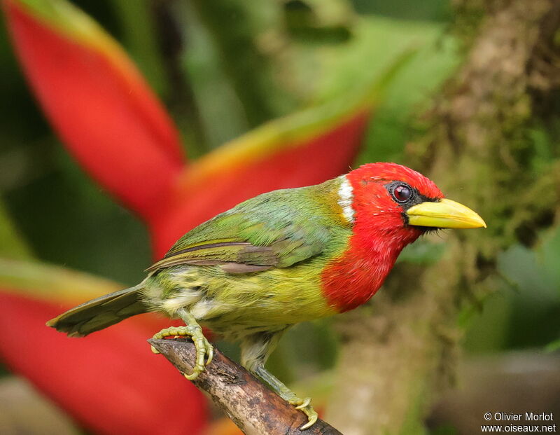 Red-headed Barbet