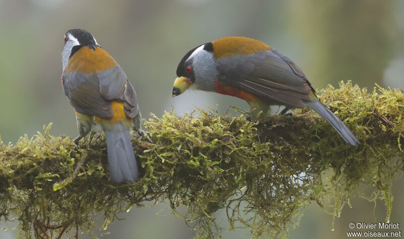 Toucan Barbet