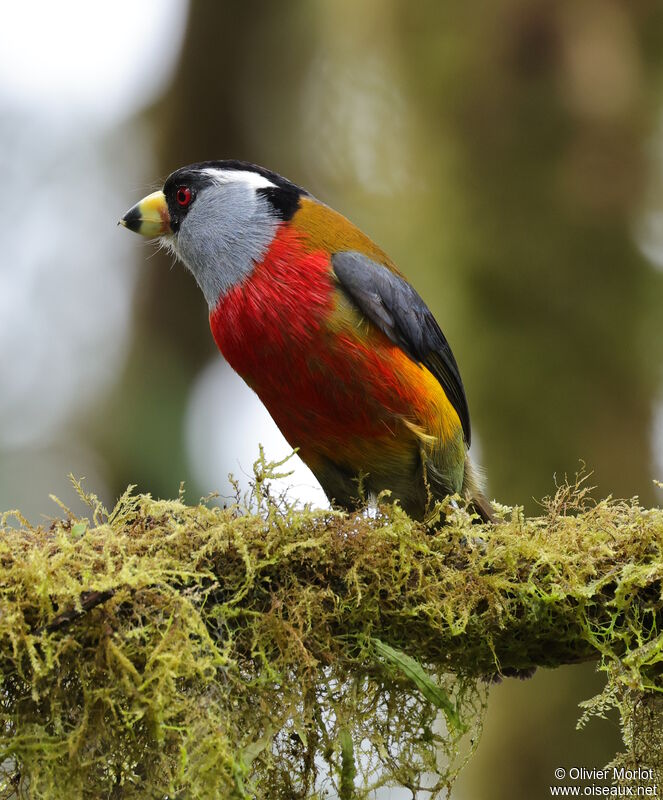 Toucan Barbet