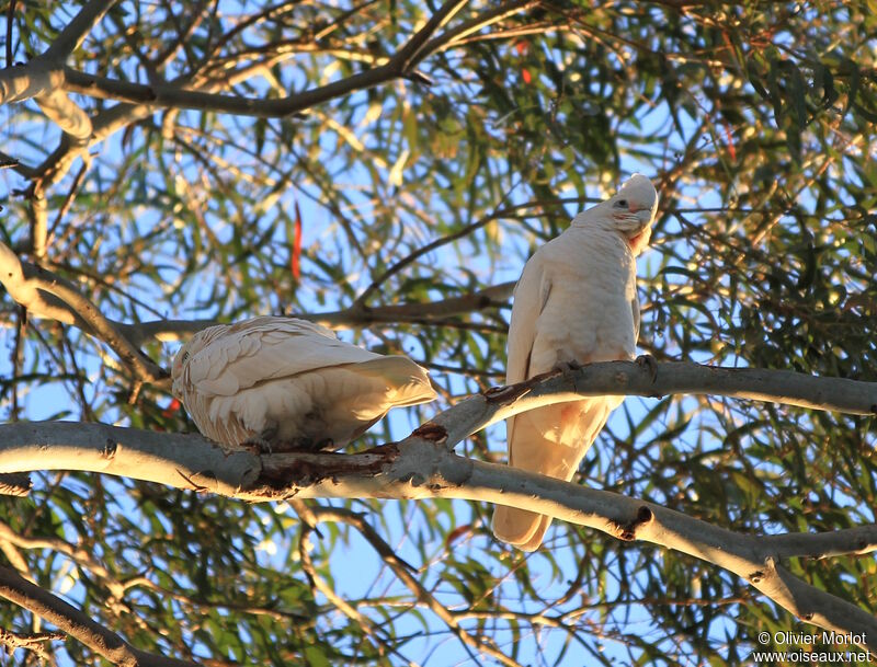 Cacatoès corella