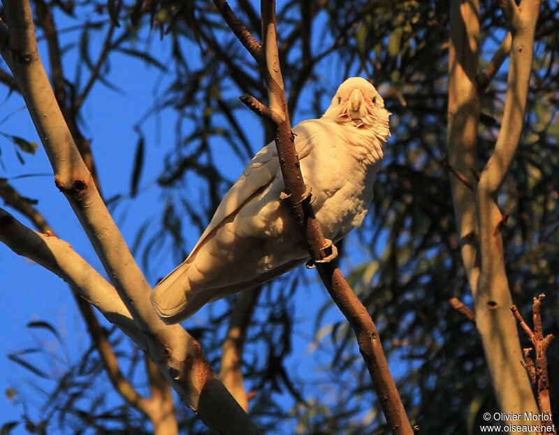 Cacatoès corella