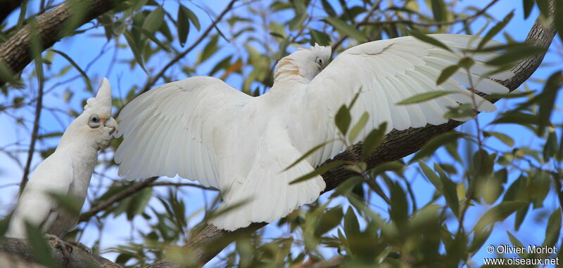 Western Corella