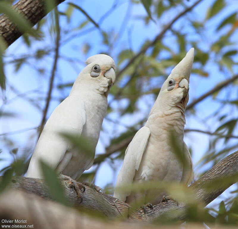 Western Corella