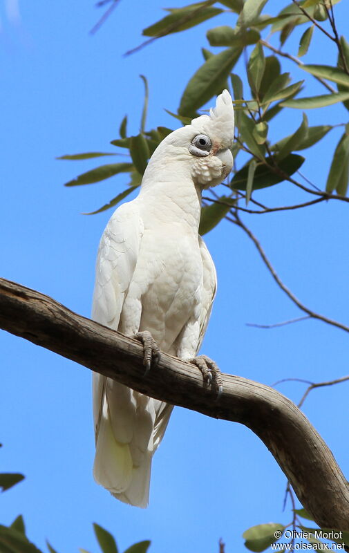 Western Corella