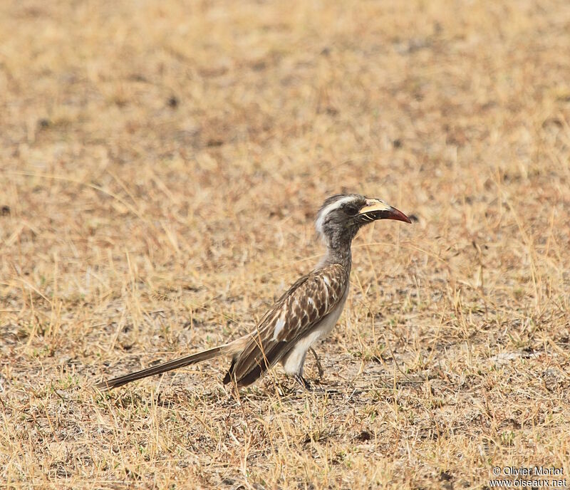 African Grey Hornbill female