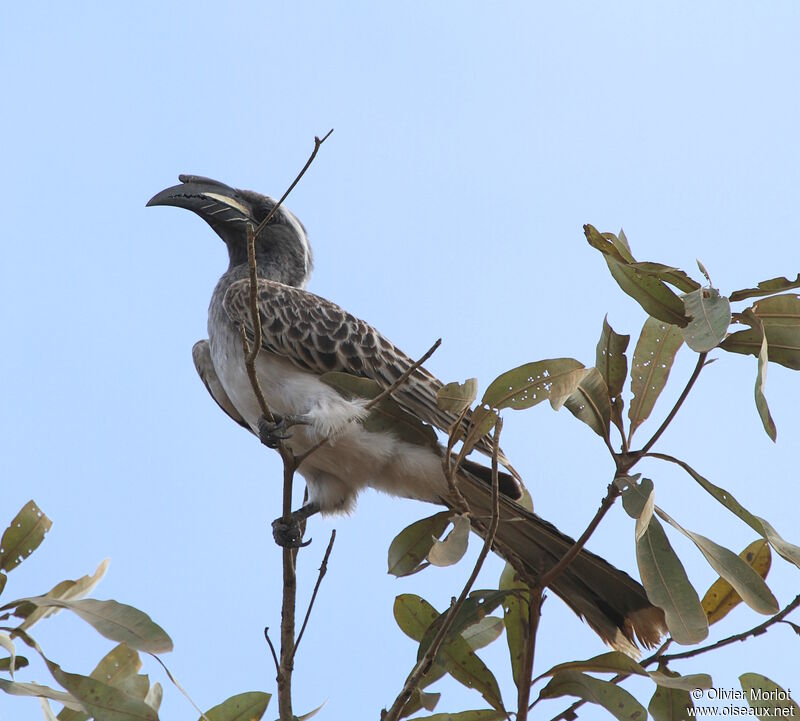 African Grey Hornbill male