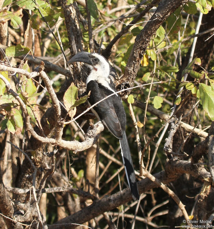 Von der Decken's Hornbill female