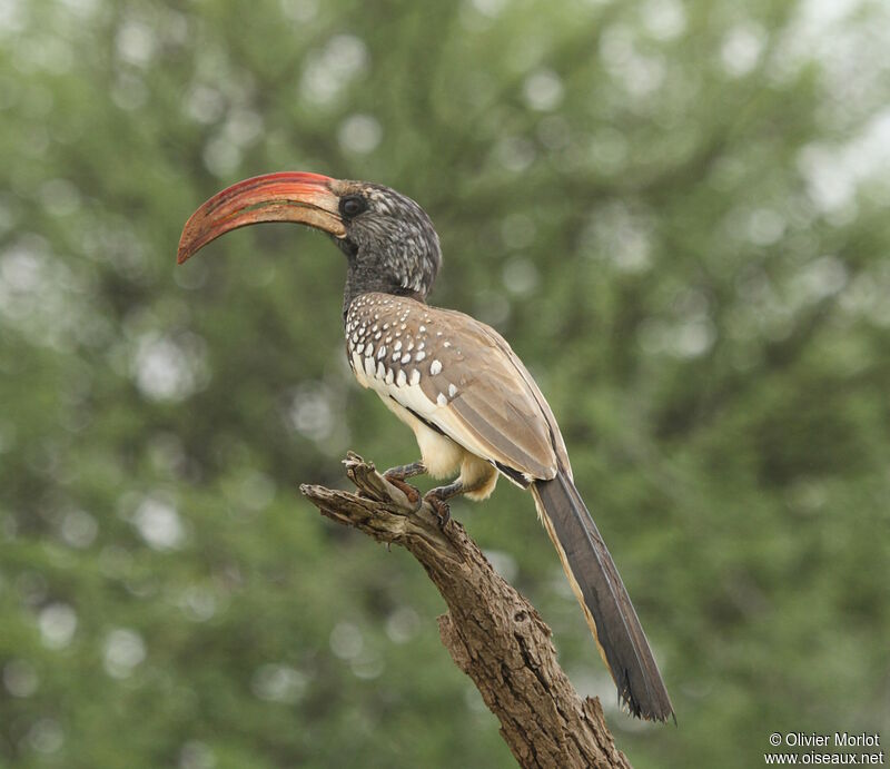 Monteiro's Hornbill