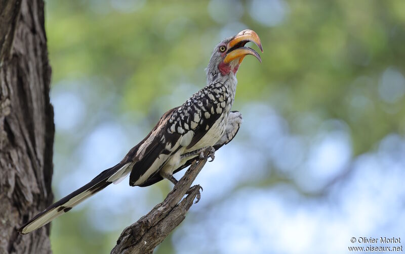 Southern Yellow-billed Hornbill