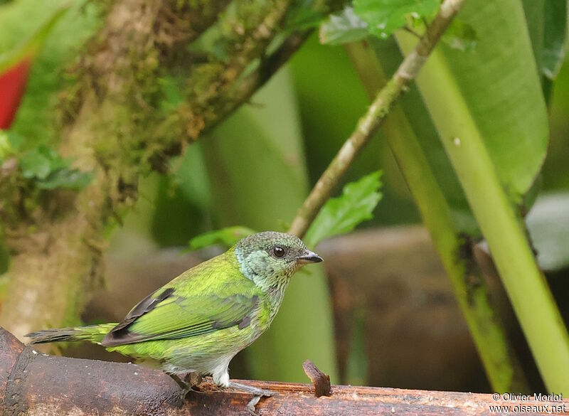 Black-capped Tanager female