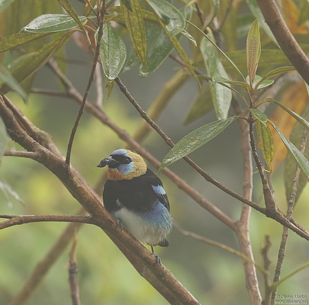 Calliste à coiffe d'or