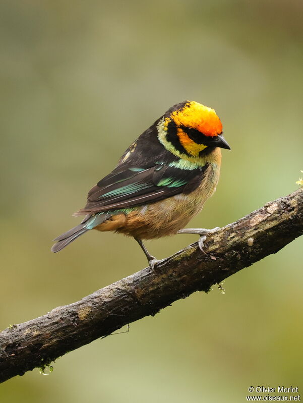 Flame-faced Tanager