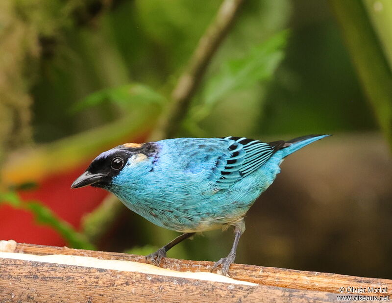 Golden-naped Tanager