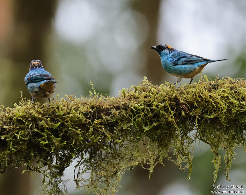 Golden-naped Tanager