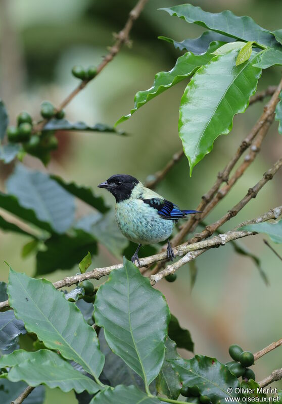 Black-headed Tanager male