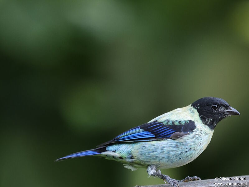 Black-headed Tanager male