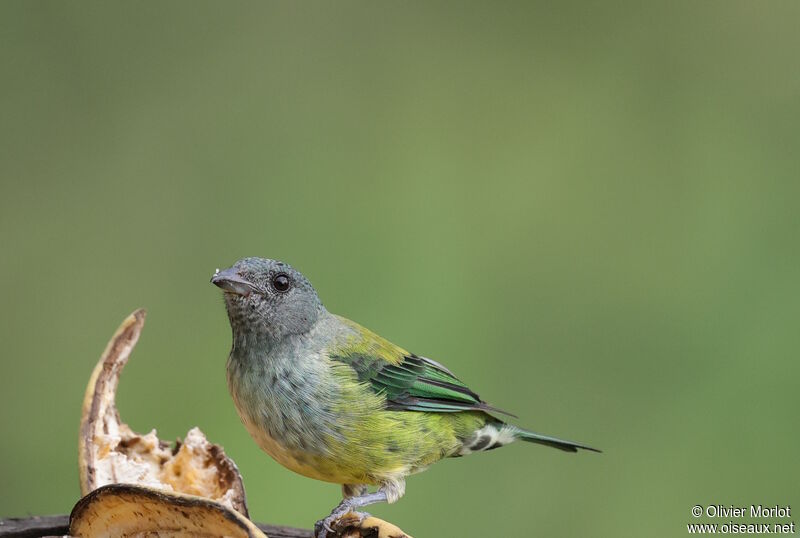 Black-headed Tanager female