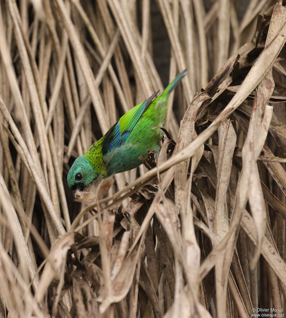 Calliste à tête verte