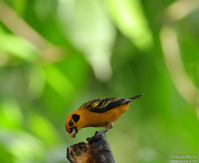 Golden Tanager