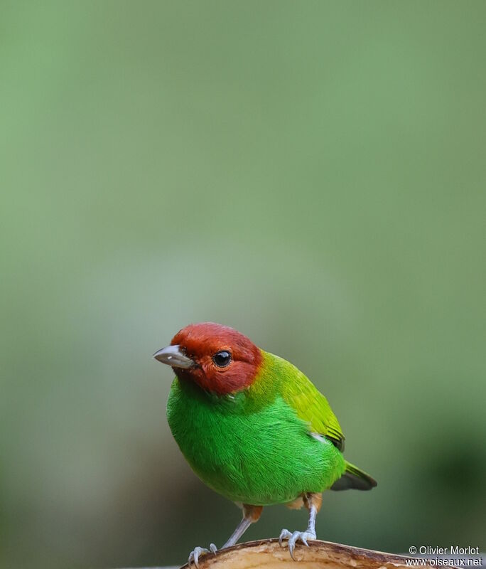 Bay-headed Tanager