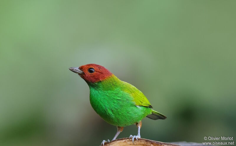 Bay-headed Tanager