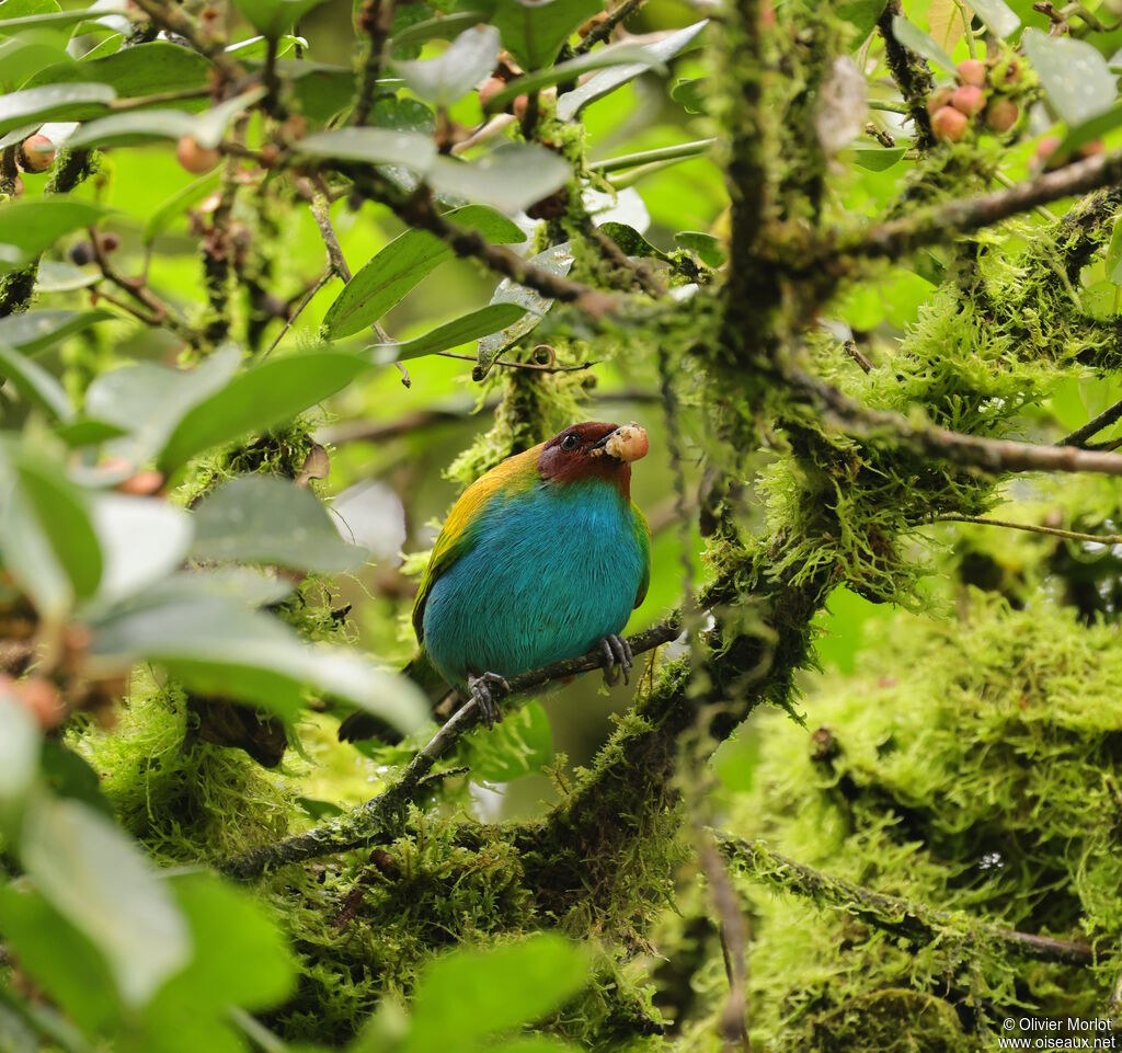 Bay-headed Tanager