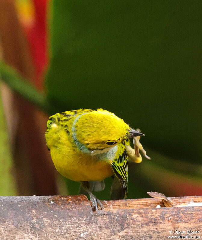 Silver-throated Tanager