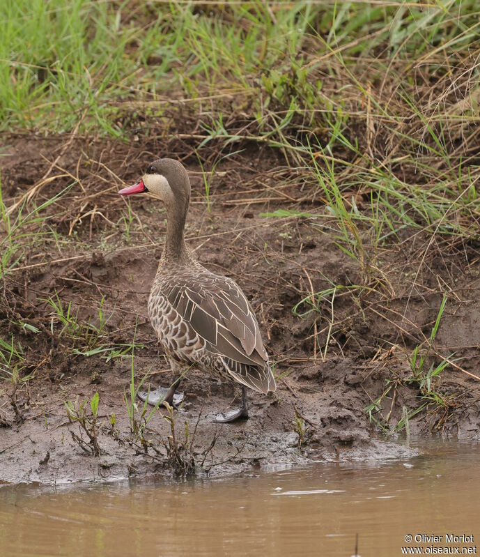 Canard à bec rouge