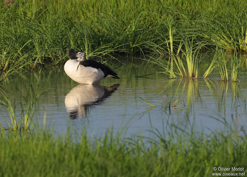 Canard à bosse