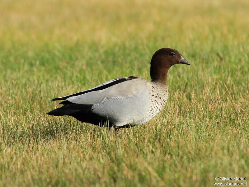 Canard à crinière