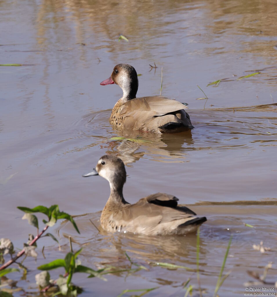 Canard amazonetteadulte